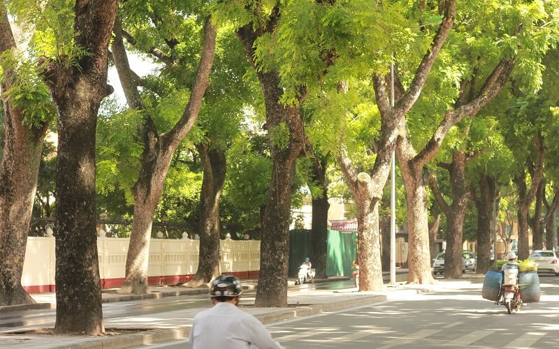 cây xà cừ được trồng nhiều tại Việt Nam để tạo bóng mát